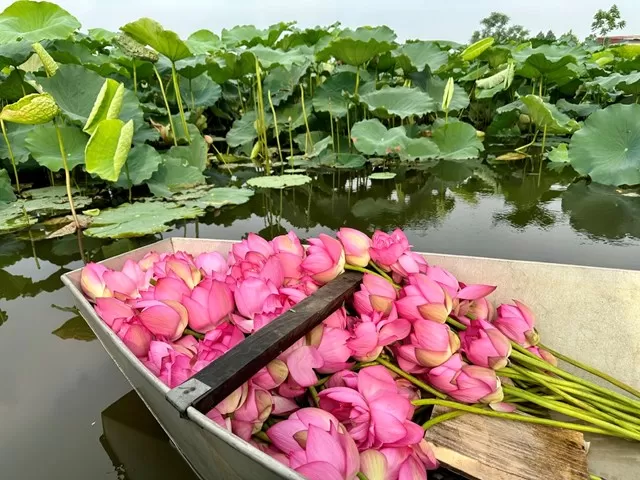 ハノイの蓮の花シーズン｜西湖で楽しむベトナムの夏の絶景・ハノイ市内観光オススメツアー・日本語ガイド付き